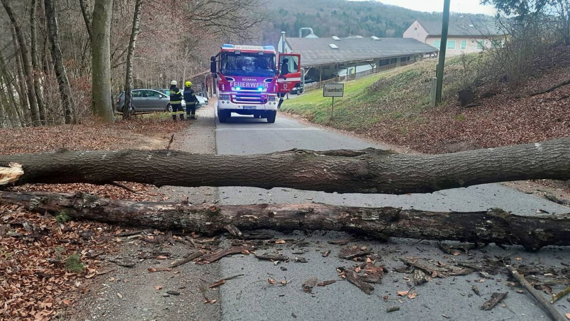 Baum über Straße – 13. Jänner 2025