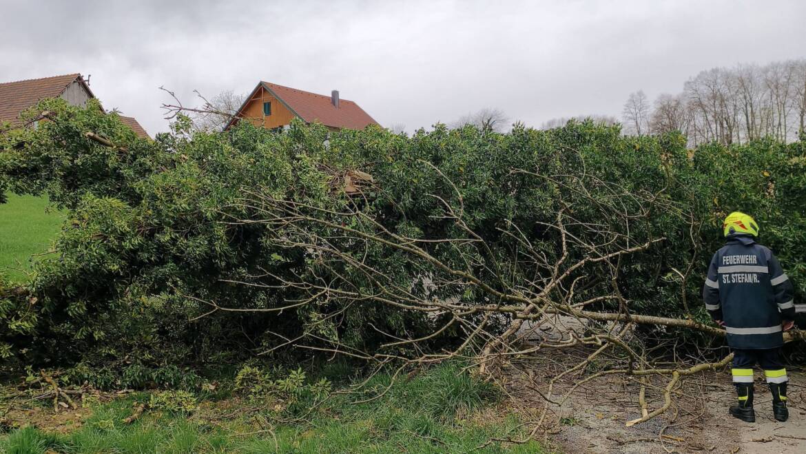 Baum auf Straße – 27.03.2026