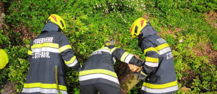 Baumbergung – 31.05.2026