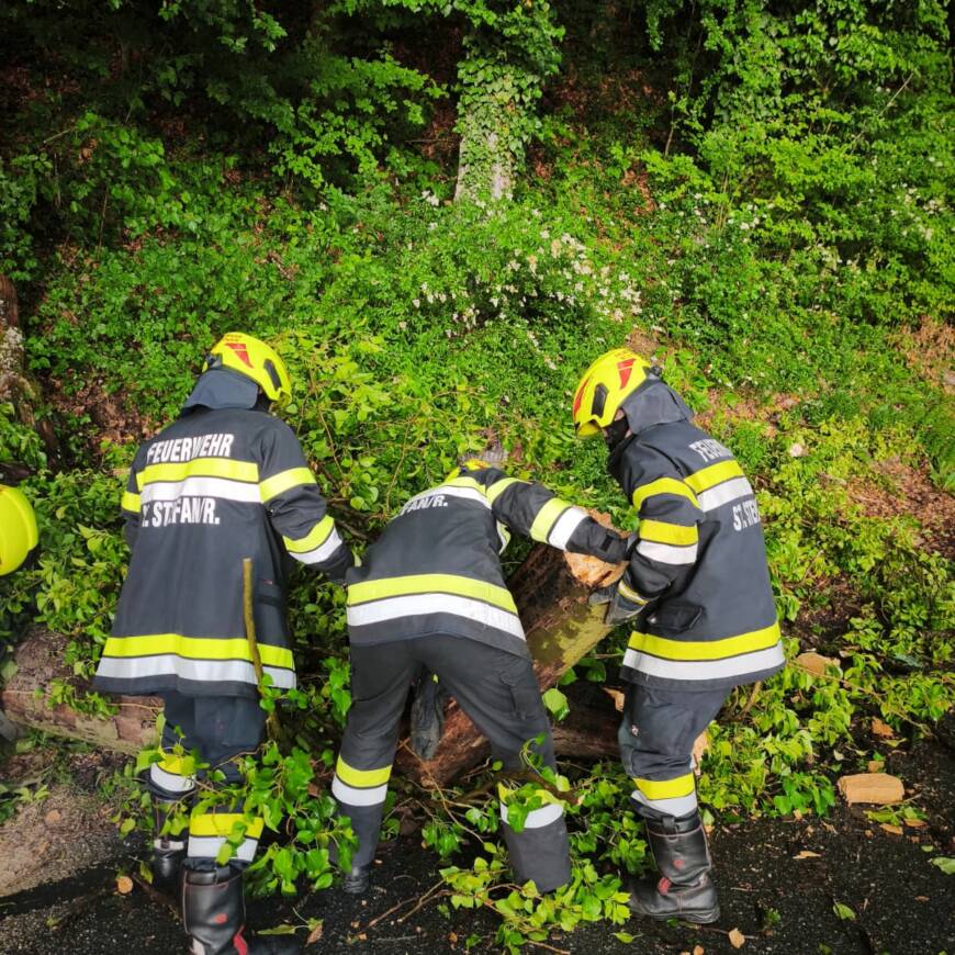 Baumbergung – 31.05.2026